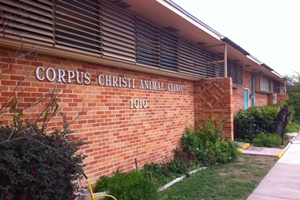 Corpus Christi Animal Clinic, vets in Corpus Christi, Corpus Christi veterinarians, animal hospital